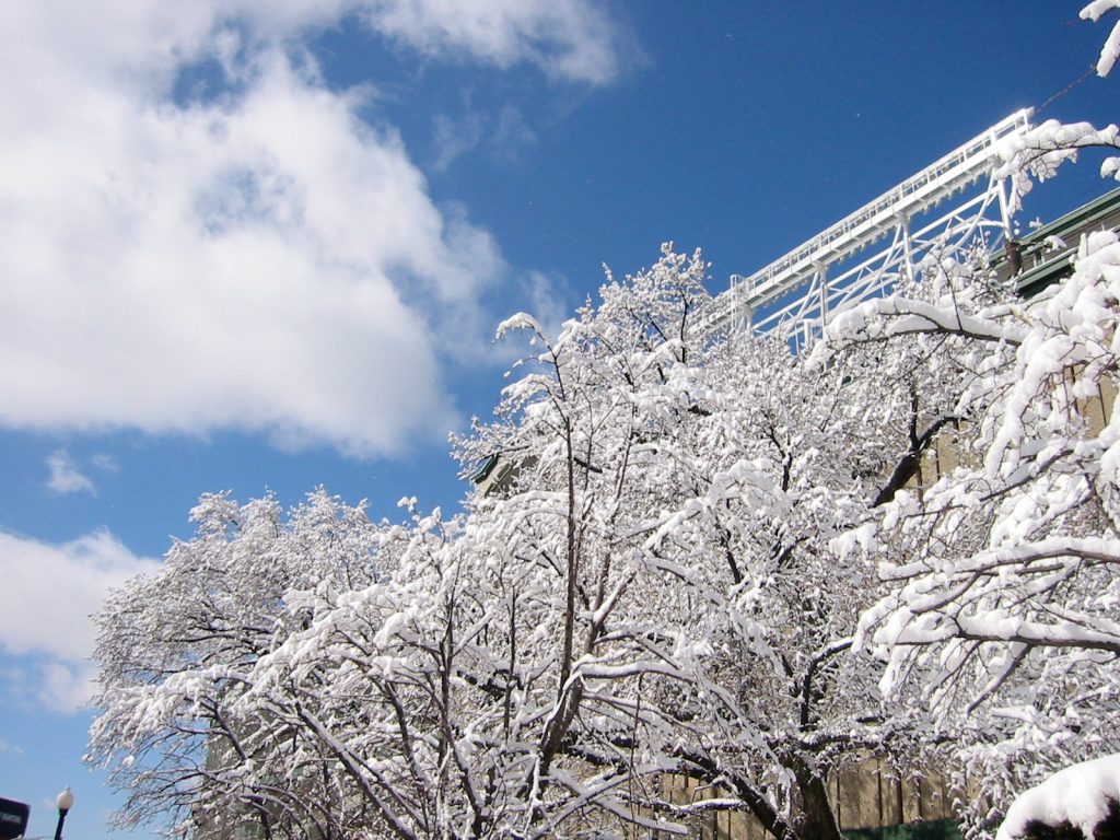 Tree outside Wrigley Field covered in snow, March 2002