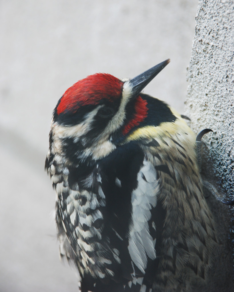 Woodpecker on Tribune Tower (1)
