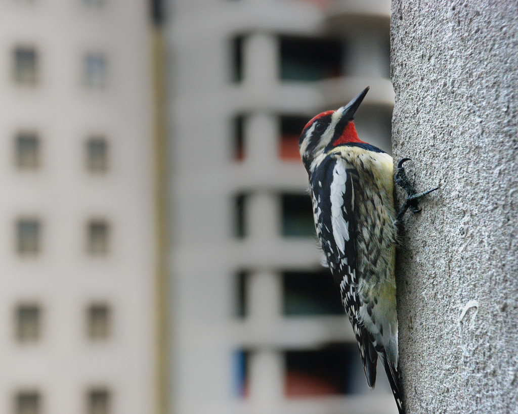 Woodpecker on Tribune Tower (2)