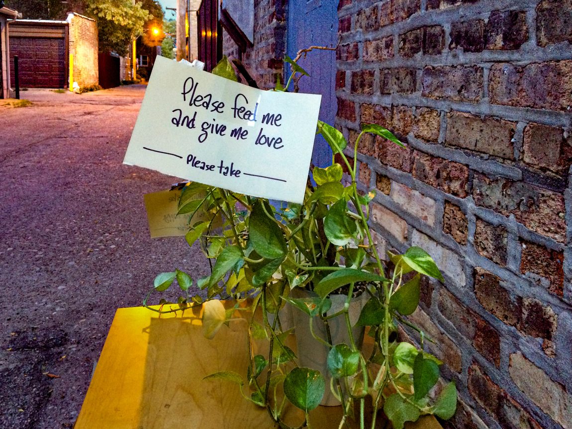 Houseplant in Chicago alley with a handwritten sign taped to the plant: “Please feed me and give me love.”